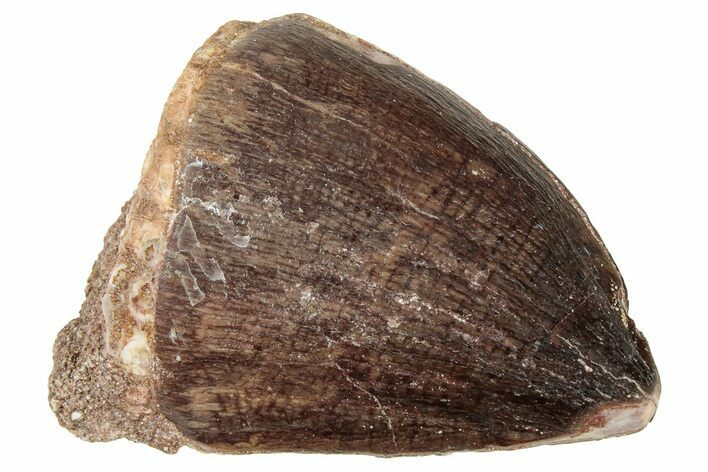 Fossil Mosasaur (Prognathodon) Tooth - Morocco #326455